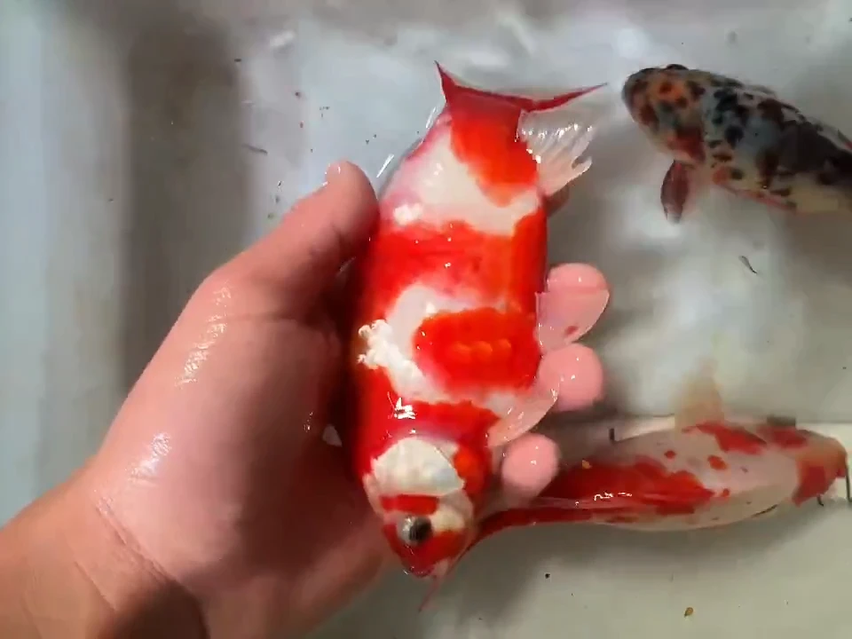 金鱼短尾草金鱼链接73