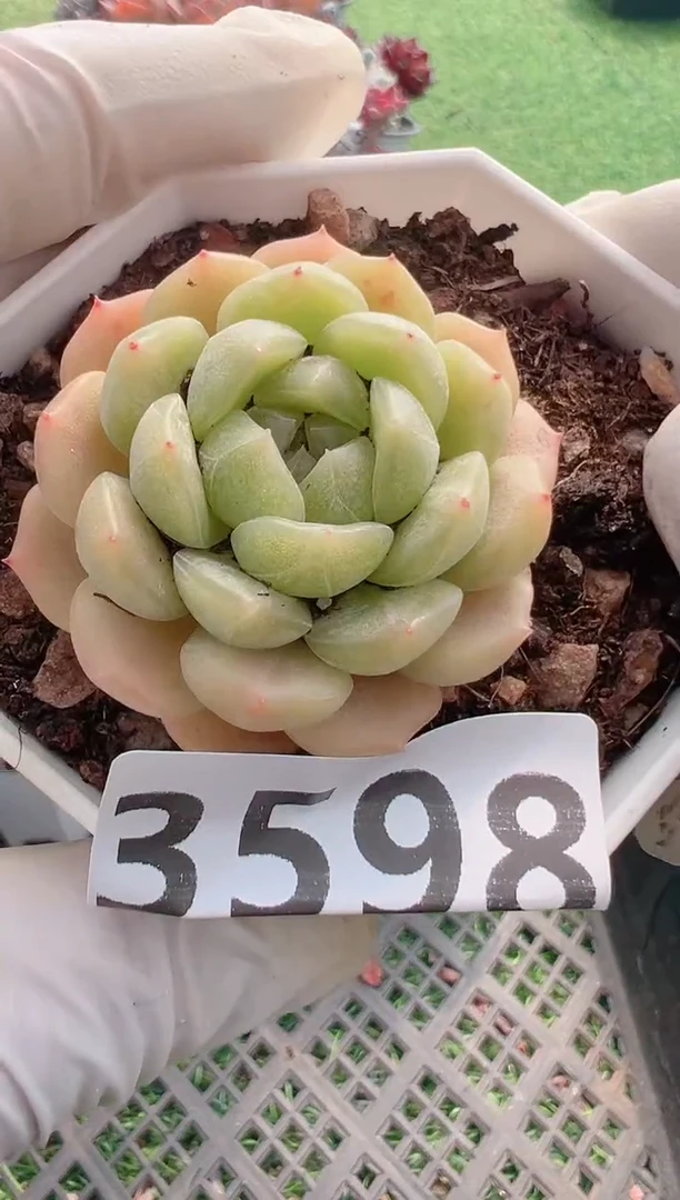 【闪购商品】信福多肉一物一拍