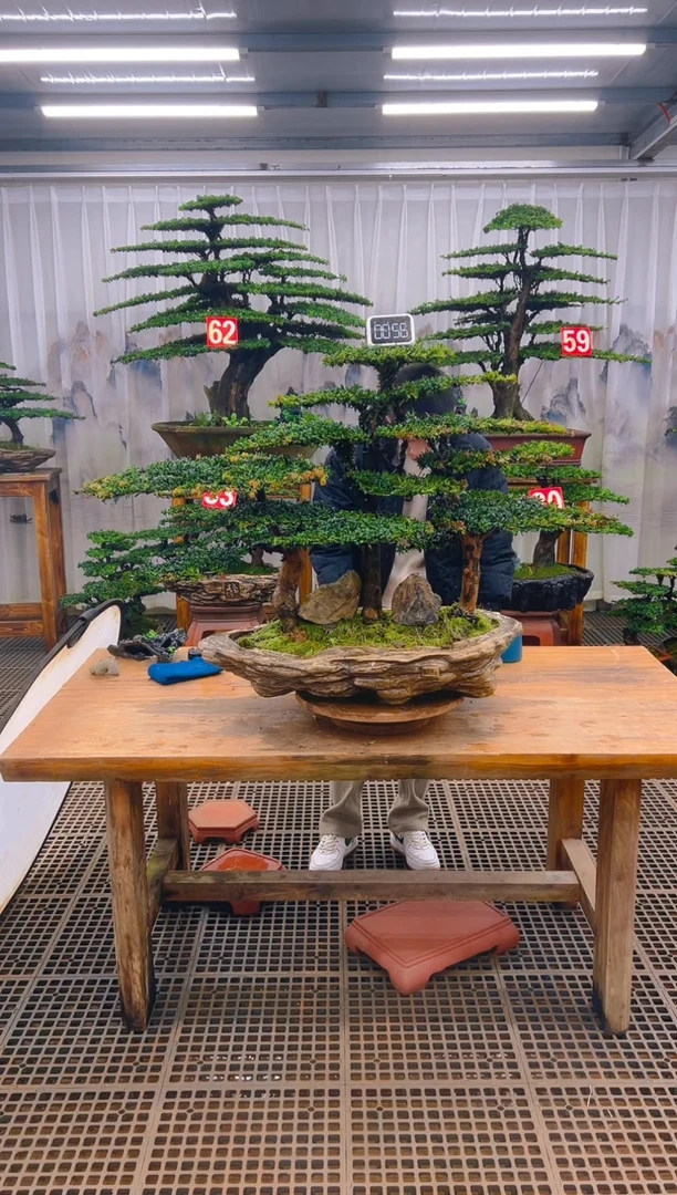 无花朵精品盆景直播间一物一拍