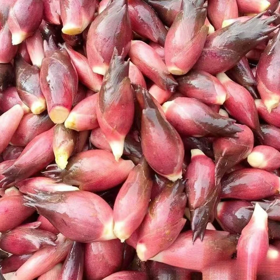 食用洋荷芽种子阳菏新鲜洋荷笋洋霍阳合姜洋火蘘荷洋河野菜