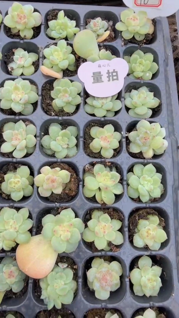 T0 量拍混发 满9.9包邮