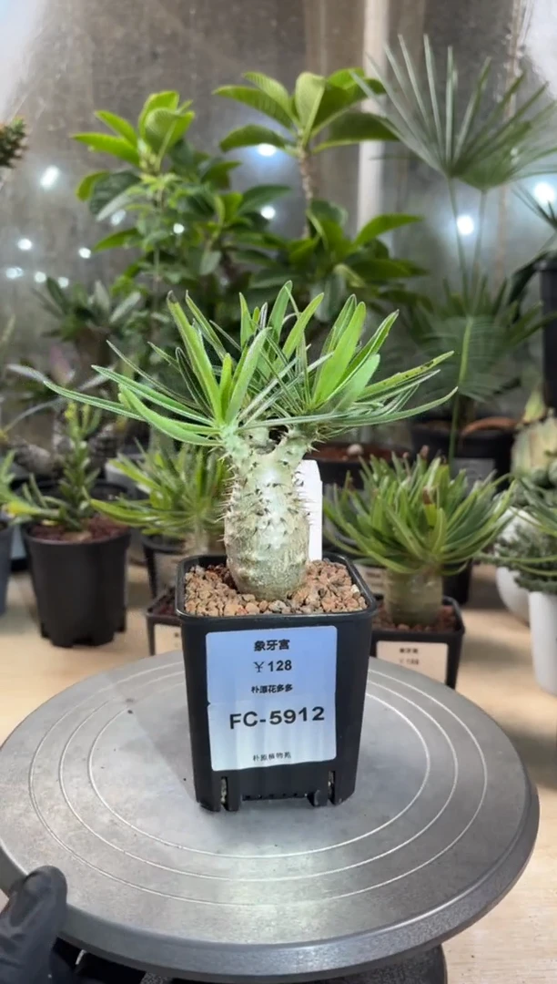 象牙宫FC-5912