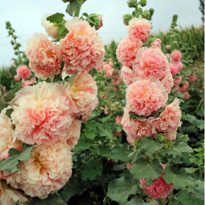 大花重瓣蜀葵花苗 切花查特系列各色盆苗 【鲁虹花卉】