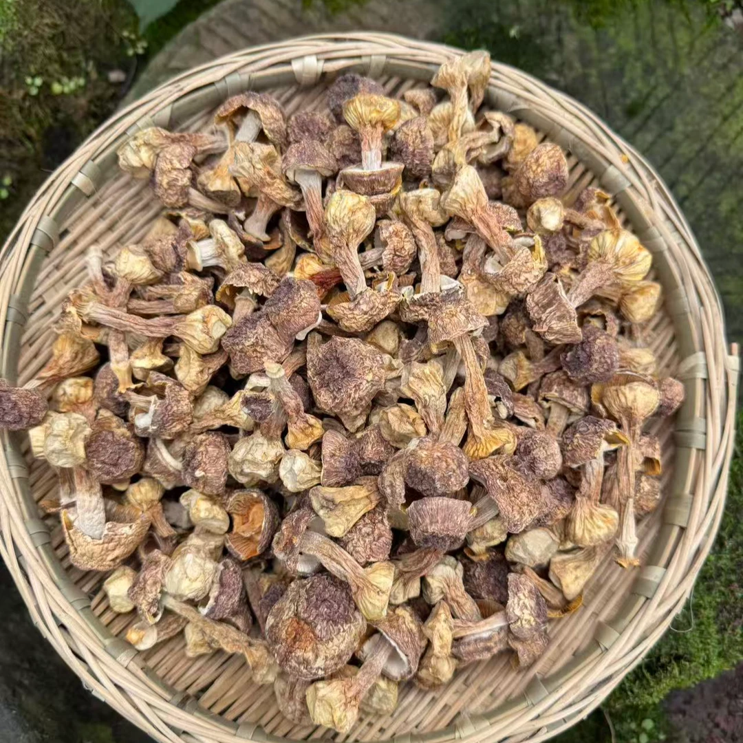 重庆本地 缙云山 姬松茸菌菇 天然美味食用菌
