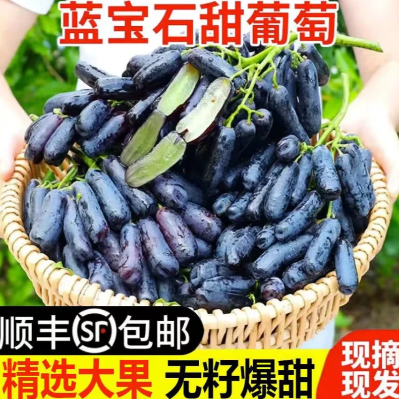 【顺丰包邮】蓝宝石葡萄无籽脆甜  新鲜整串 当季金手指美人指 AA
