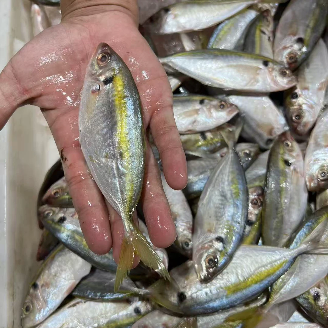 金边鱼  福建顺丰发货