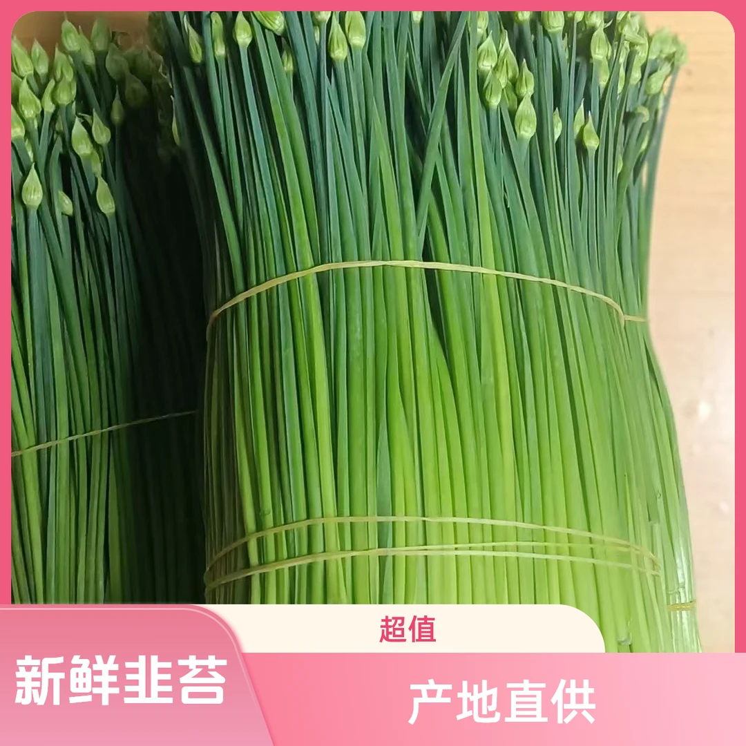 农家自种特嫩现摘现发四季韭菜花新鲜韭苔现摘现发韭苔产地直供