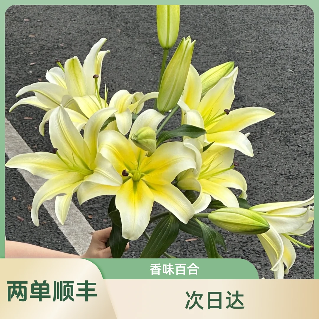 【黄天霸百合】常州家居鲜花批发直播 两单顺丰三单花瓶江浙沪皖次日达