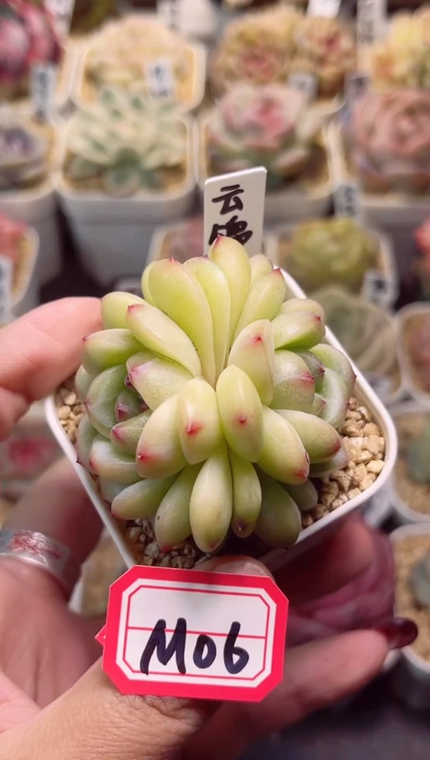 【闪购商品】M06云锦双头一物一拍