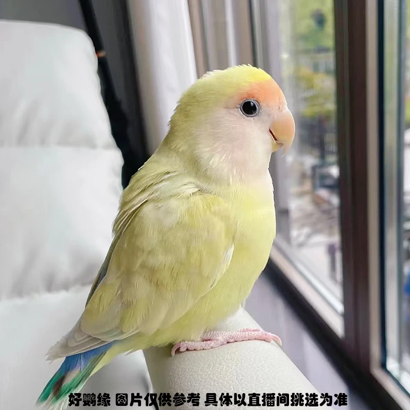 手养面类牡丹鹦鹉活体小鸟非保育类宠物