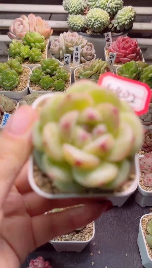 【闪购商品】K402云锦一物一拍