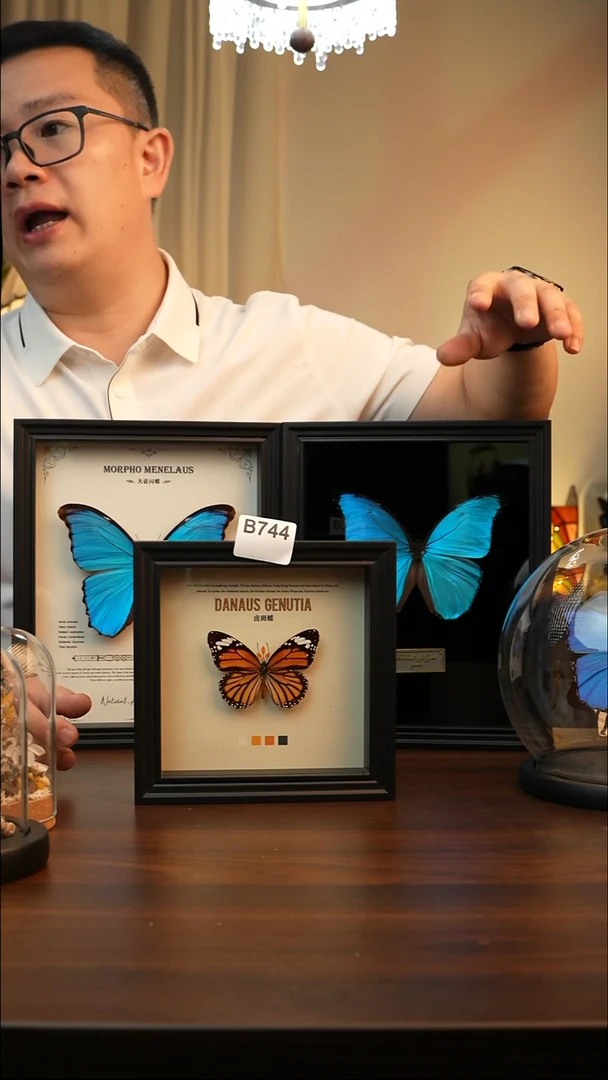 虎斑蝶（6寸方黑色新款框）B744