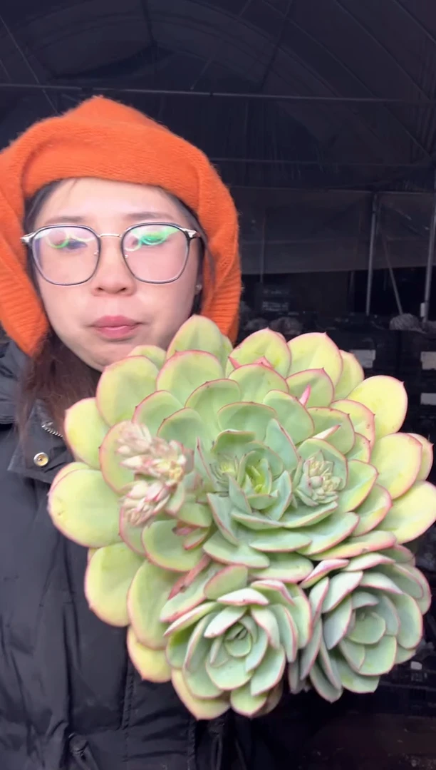 【闪购商品】134-单头爆三崽起牡丹亭9.99