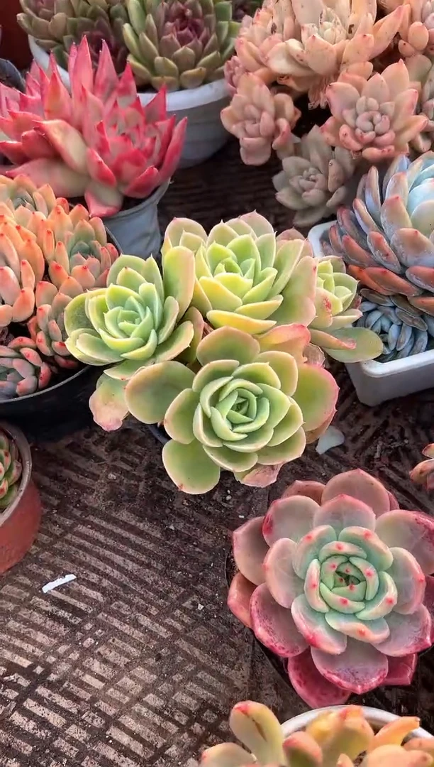 2*_多肉植物一物一拍23314