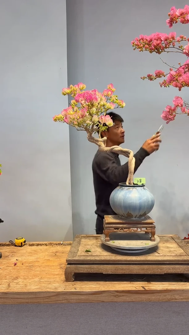 以实际为准三角梅28