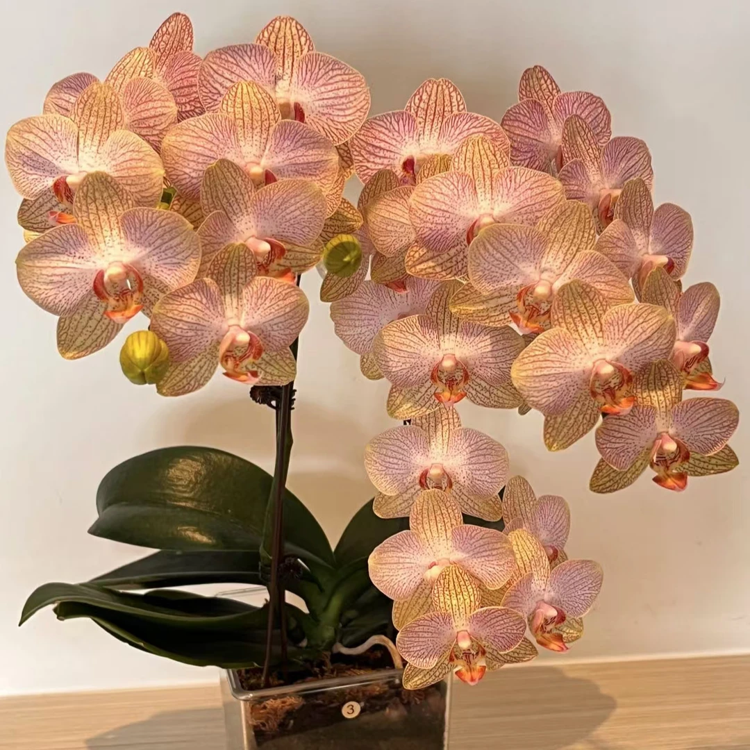 2个花剑 爆花丰花【拉维诺 】蝴蝶兰花期超长蝴蝶兰