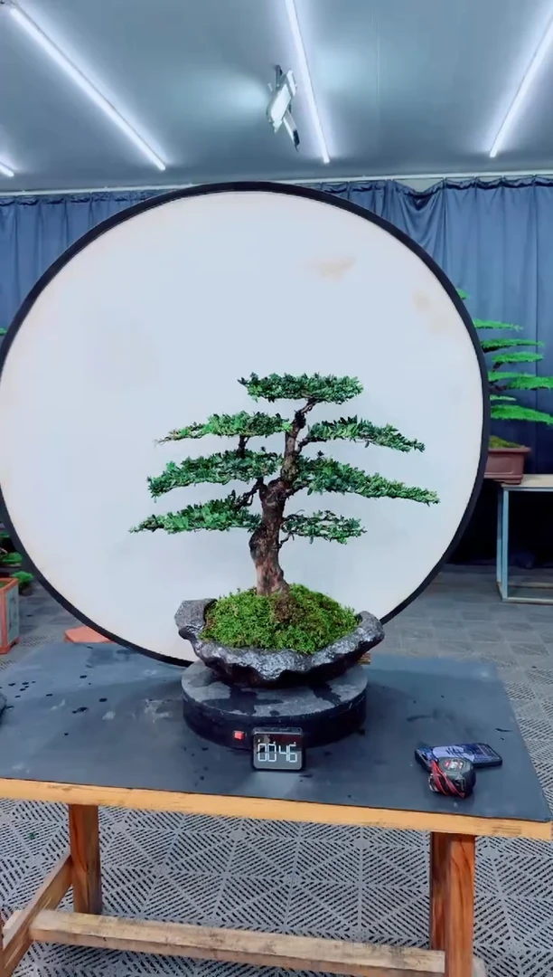 无花朵罗汉松盆景.....