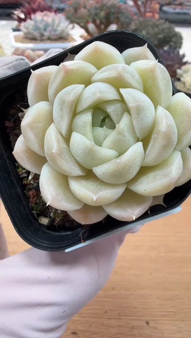 东云多肉园二店-32