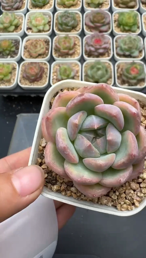 426E云禹多肉植物 带盆土纸巾打包 3颗包邮