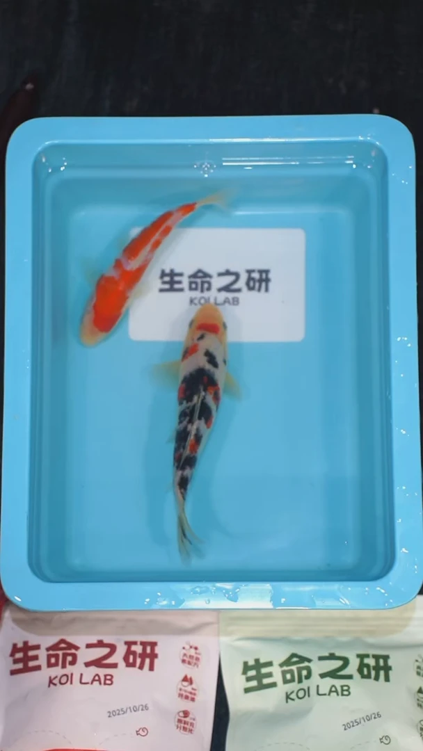 锦鲤血统大正锦鲤红白锦鲤丹顶三色丹顶红白锦鲤观赏鱼