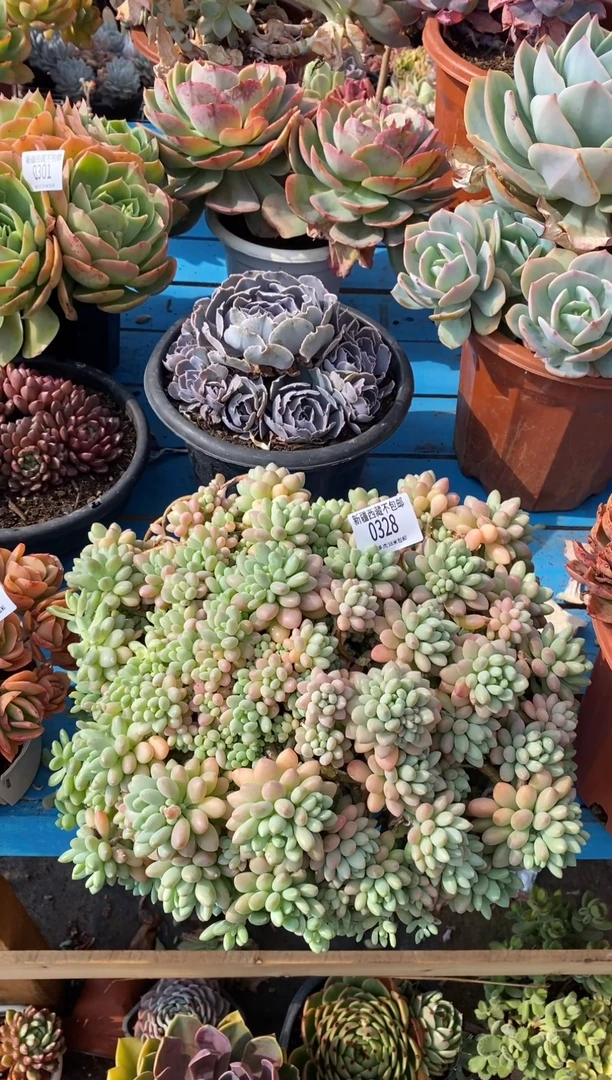 【闪购商品】0328洛可可