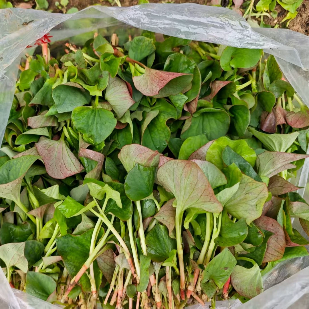 四川农家折耳根嫩叶鱼腥草猪皮拱露天生态种植凉拌煲汤美味爽口