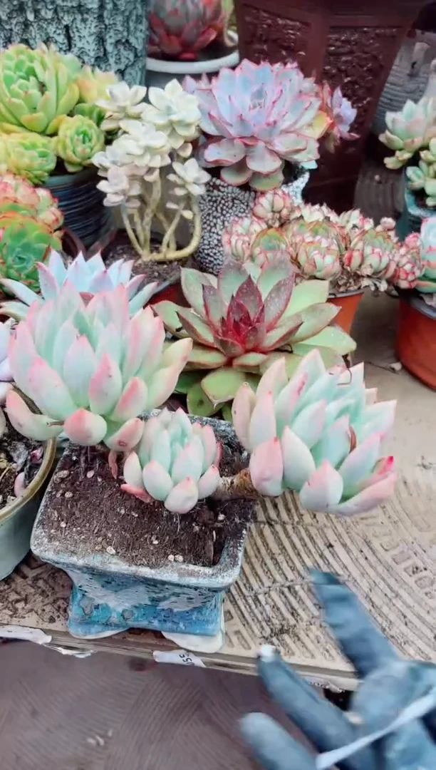02031多肉植物一物一拍