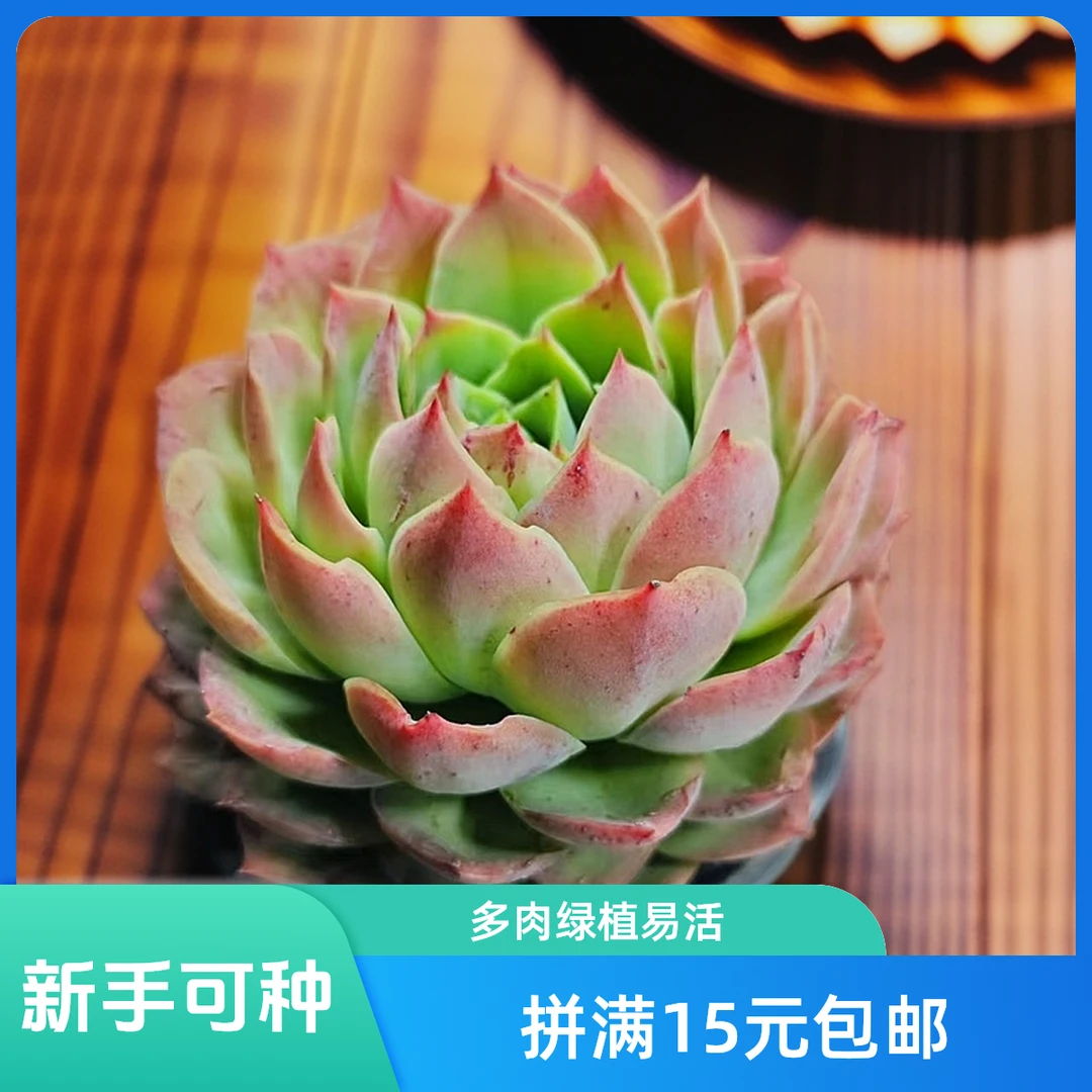 桃花坞(拼满15元包邮)多肉植物阳台露台办公室绿植植新手好养好活