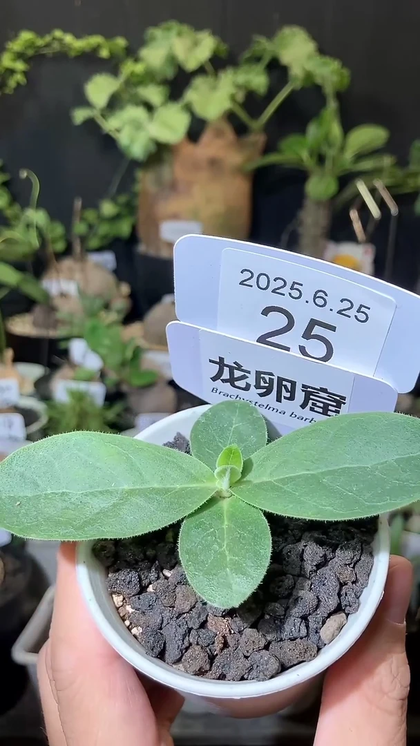 丢****?25号625福利龙卵窟