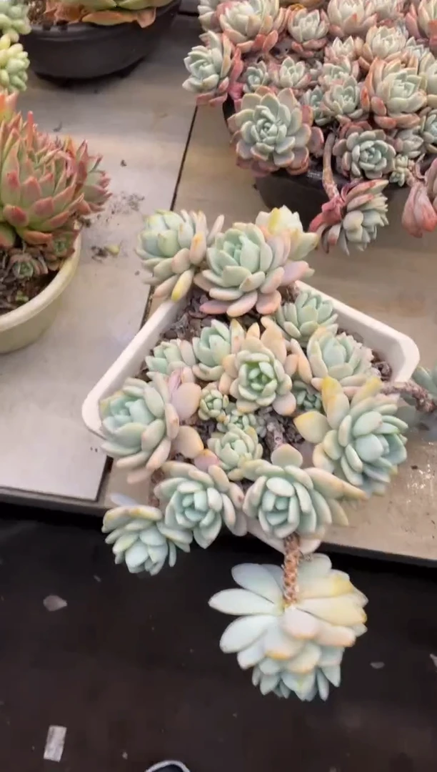 【闪购商品】195冷香