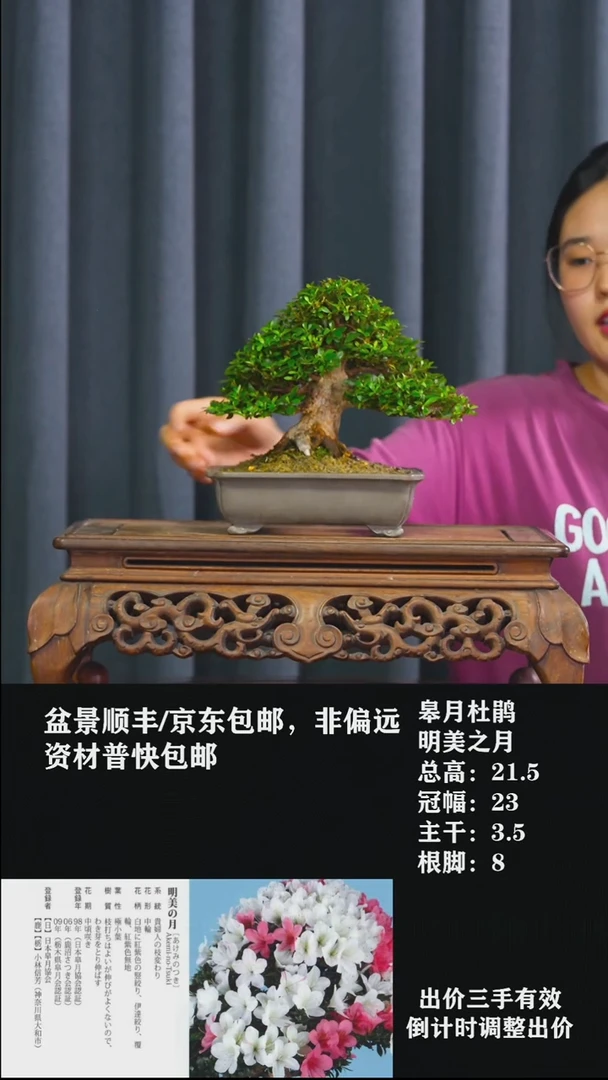 无花朵明美之月-皋月杜鹃