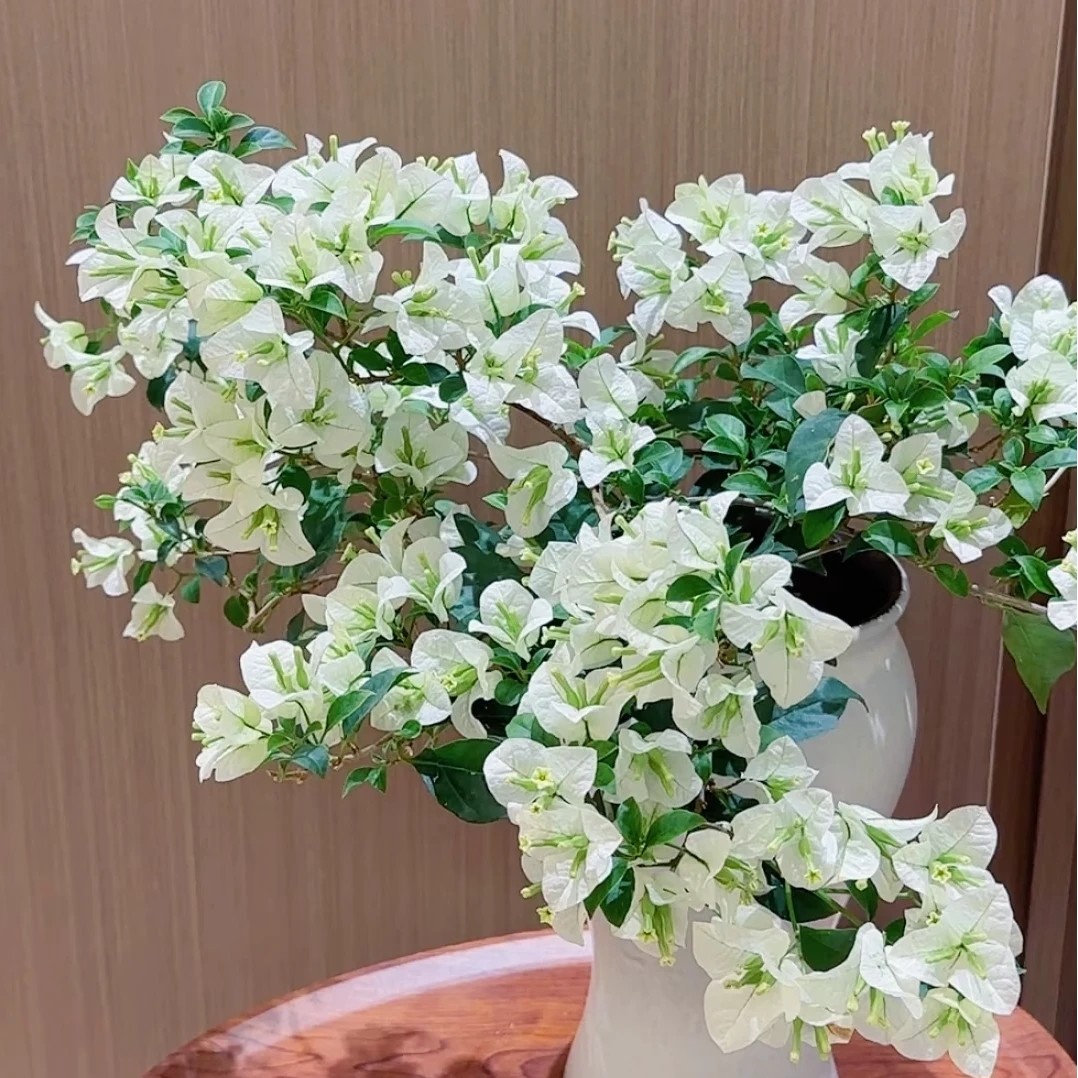 万【白雪公主】三角梅勤花三角梅新品好养活阳台室内原盆土根系好