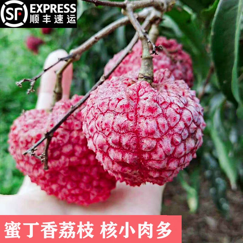 现摘5斤新鲜荔枝王无核小核蜜丁香肉厚香甜当季孕妇水果顺丰包邮