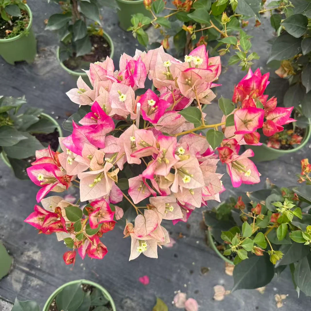 【沁心】金娆-三角梅 盆栽 耐热花卉开花阳台桌面庭院植物
