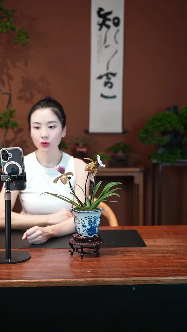 无花朵兜兰盆景盆景盆景