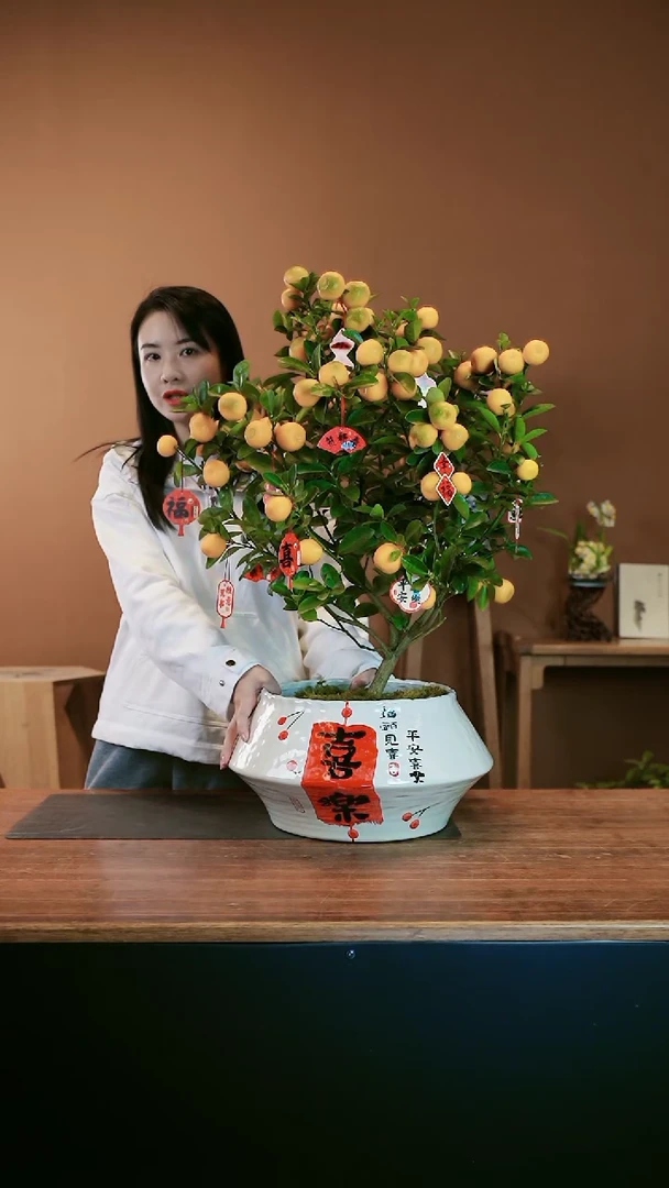 【闪购商品】盆景大金橘