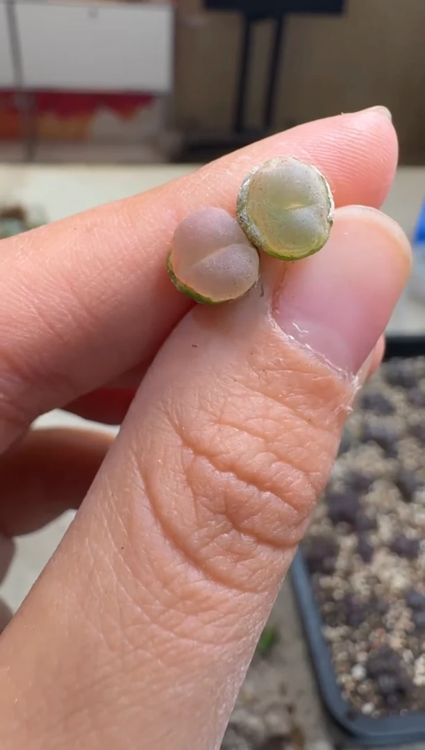 7-104多肉植物肉锥