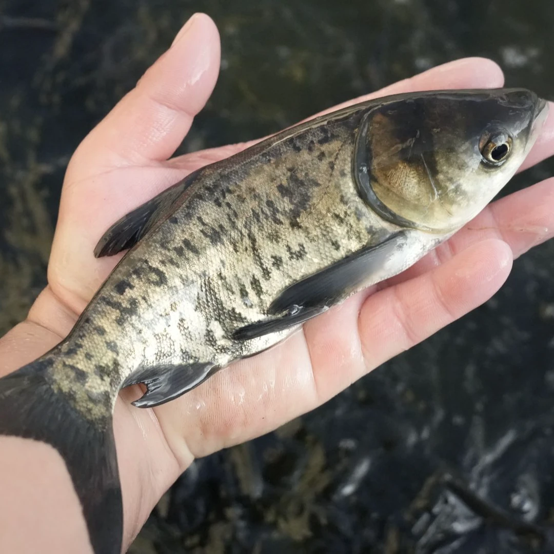 淡水养殖活体花鲢鱼大头鱼鳙鱼冷水观赏鱼易活好养