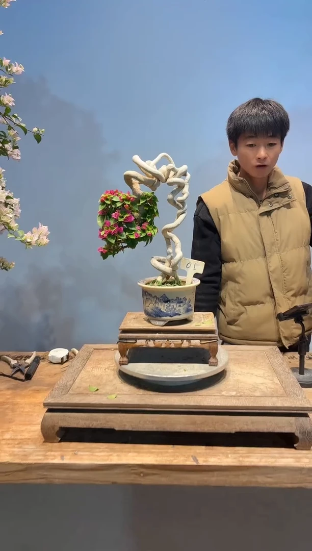 全部花朵燕*三角梅5