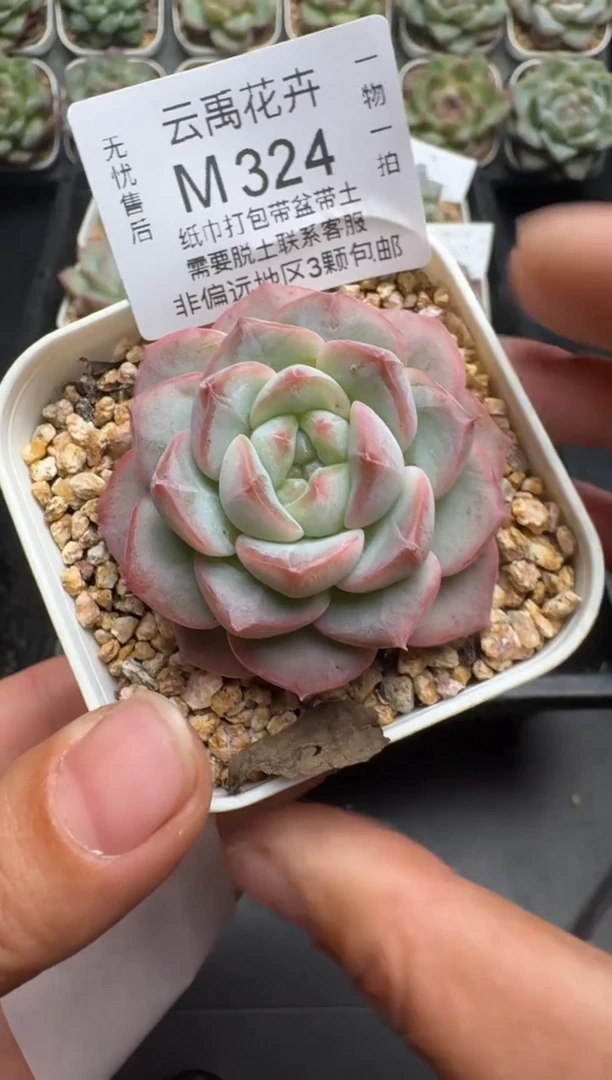 324M当天拍3颗包柚 带盆土纸巾打包 云禹花卉 珍妮多肉植物