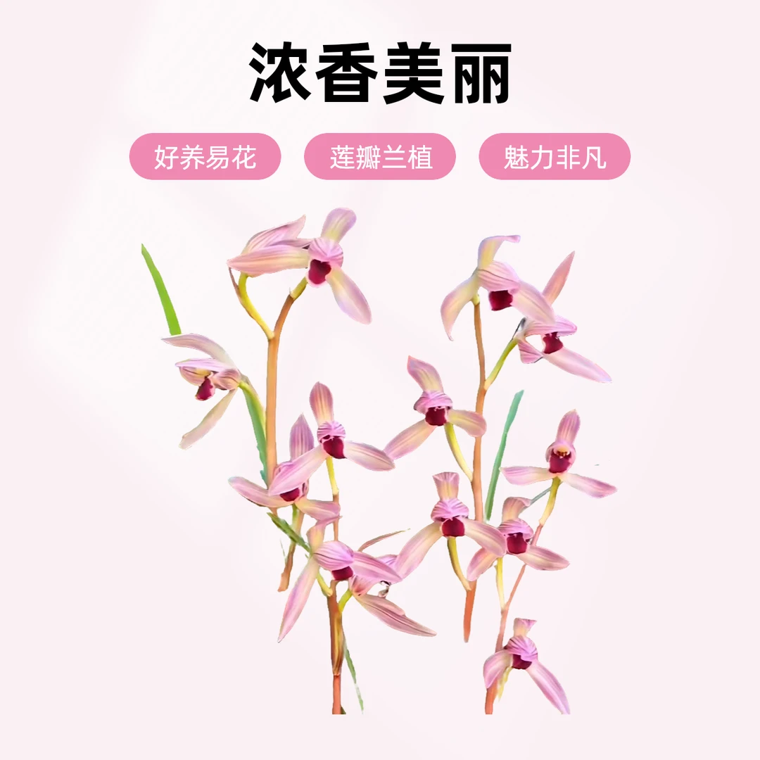 莲瓣兰烈焰红唇带花苞发货浓香花卉绿植裸根植物阳台使用好养易花
