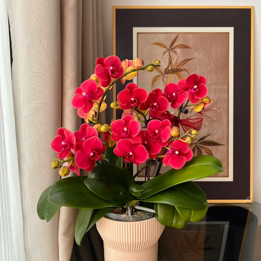 【宠粉】年宵花高货2个花剑起 稀少品种【鸿运当头】高颜值 蝴蝶兰