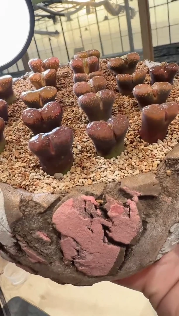 27多肉植物肉锥一颗