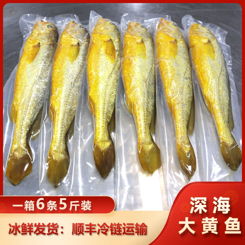 【直播推荐】拍5条发6条，宁德深海大黄鱼，冰鲜发货顺丰冷链包邮