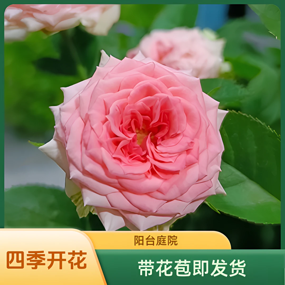 【仙度瑞拉】多头勤花多季节爆花月季盆栽新手易养