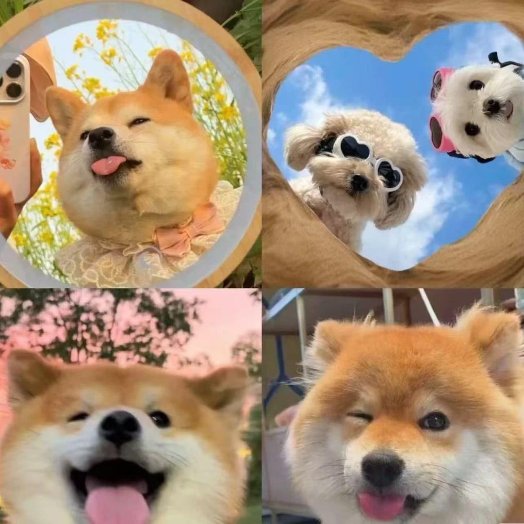 【赣州奢宠】狗狗活体