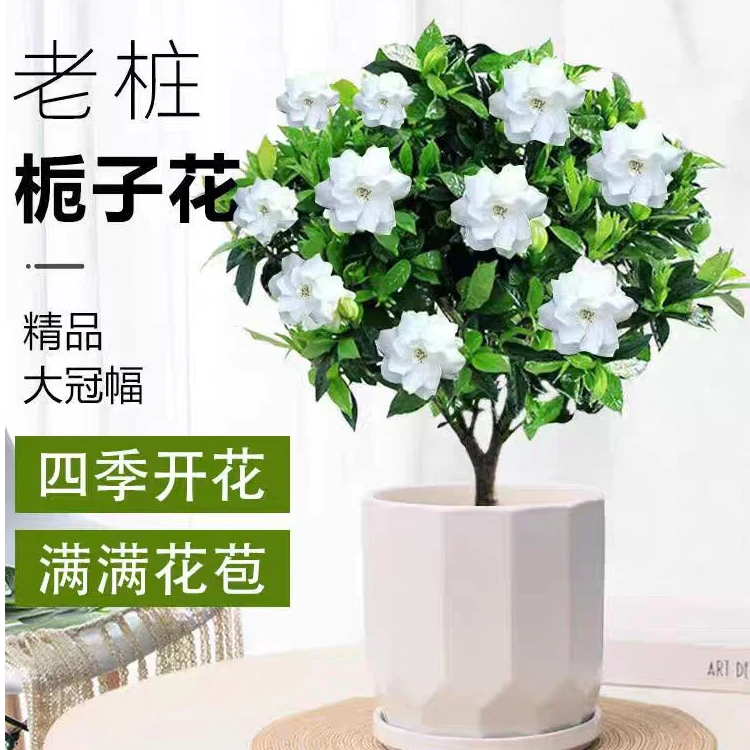独杆大盆8年老桩小叶栀子花盆栽 浓香型 庭院阳台客厅好养植物