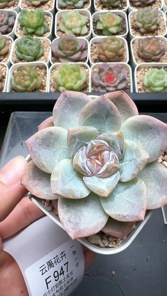 946F云禹多肉植物 默认脱土纸巾打包 3颗包邮