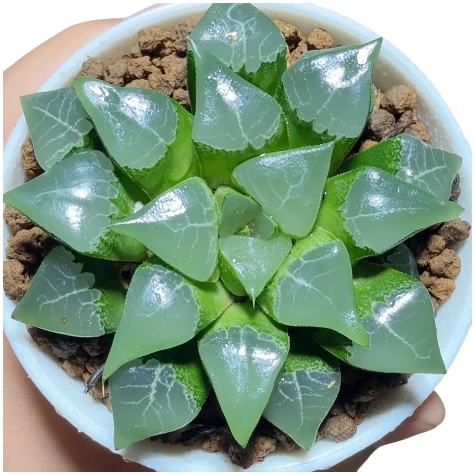 亮窗克 克里克特【满十八发货】