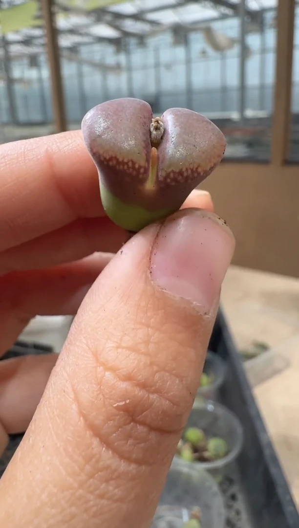 29-97多肉植物肉锥